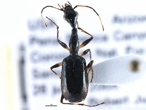  (Colliuris tetrastigma - CCDB-21431-H10)  @14 [ ] CreativeCommons - Attribution (2014) CBG Photography Group Centre for Biodiversity Genomics