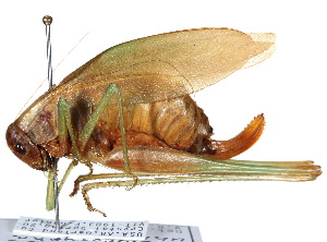  (Amblycorypha uhleri - CCDB-23291-A09)  @14 [ ] CreativeCommons - Attribution (2015) CBG Photography Group Centre for Biodiversity Genomics