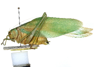  ( - CCDB-23291-C11)  @11 [ ] CreativeCommons - Attribution (2015) CBG Photography Group Centre for Biodiversity Genomics