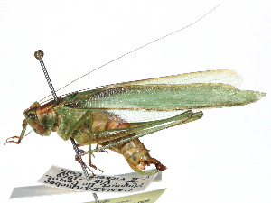  ( - CCDB-23291-D06)  @11 [ ] CreativeCommons - Attribution (2015) CBG Photography Group Centre for Biodiversity Genomics