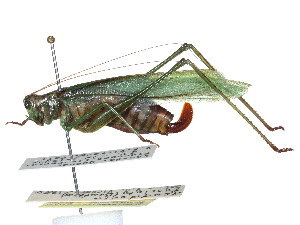  ( - CCDB-23291-D09)  @11 [ ] CreativeCommons - Attribution (2015) CBG Photography Group Centre for Biodiversity Genomics