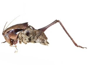  (Atlanticus americanus - CCDB-23291-F05)  @14 [ ] CreativeCommons - Attribution (2015) CBG Photography Group Centre for Biodiversity Genomics