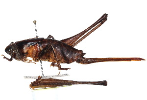  (Atlanticus gibbosus - CCDB-23291-F09)  @11 [ ] CreativeCommons - Attribution (2015) CBG Photography Group Centre for Biodiversity Genomics
