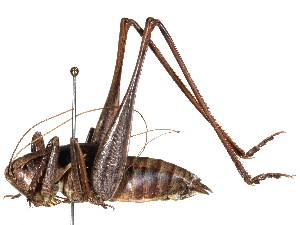  (Atlanticus glaber - CCDB-23291-F12)  @11 [ ] CreativeCommons - Attribution (2015) CBG Photography Group Centre for Biodiversity Genomics