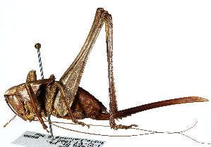  (Atlanticus pachymerus - CCDB-23291-G03)  @11 [ ] CreativeCommons - Attribution (2015) CBG Photography Group Centre for Biodiversity Genomics