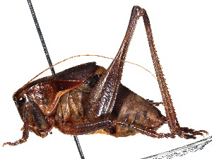  (Atlanticus monticola - CCDB-23291-G07)  @11 [ ] CreativeCommons - Attribution (2015) CBG Photography Group Centre for Biodiversity Genomics