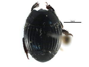  ( - CCDB-23292-F05)  @11 [ ] CreativeCommons - Attribution (2015) CBG Photography Group Centre for Biodiversity Genomics