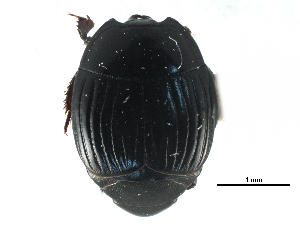  ( - CCDB-23292-F06)  @11 [ ] CreativeCommons - Attribution (2015) CBG Photography Group Centre for Biodiversity Genomics