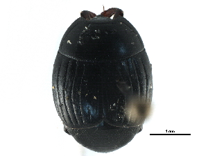  ( - CCDB-23292-F08)  @11 [ ] CreativeCommons - Attribution (2015) CBG Photography Group Centre for Biodiversity Genomics