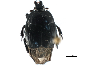  ( - CCDB-23292-F12)  @11 [ ] CreativeCommons - Attribution (2015) CBG Photography Group Centre for Biodiversity Genomics