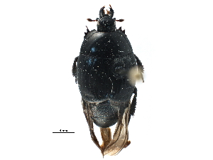  ( - CCDB-23292-G01)  @11 [ ] CreativeCommons - Attribution (2015) CBG Photography Group Centre for Biodiversity Genomics