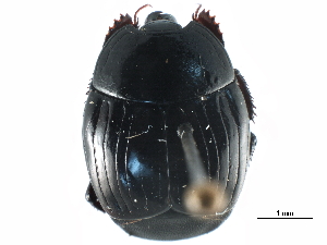  ( - CCDB-23293-A02)  @11 [ ] CreativeCommons - Attribution (2015) CBG Photography Group Centre for Biodiversity Genomics