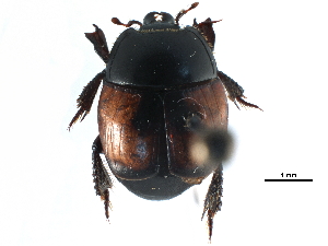  ( - CCDB-23293-E10)  @11 [ ] CreativeCommons - Attribution (2015) CBG Photography Group Centre for Biodiversity Genomics