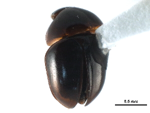  ( - CCDB-23293-G04)  @14 [ ] CreativeCommons - Attribution (2015) CBG Photography Group Centre for Biodiversity Genomics