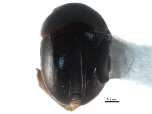  ( - CCDB-23293-G05)  @14 [ ] CreativeCommons - Attribution (2015) CBG Photography Group Centre for Biodiversity Genomics