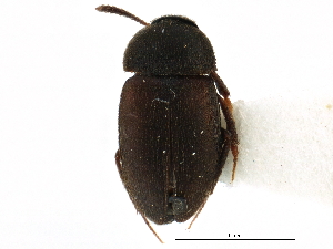  ( - CCDB-23294-E12)  @11 [ ] CreativeCommons - Attribution (2015) CBG Photography Group Centre for Biodiversity Genomics
