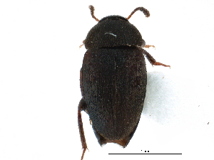 ( - CCDB-23294-F01)  @11 [ ] CreativeCommons - Attribution (2015) CBG Photography Group Centre for Biodiversity Genomics