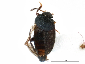  ( - CCDB-23294-F02)  @11 [ ] CreativeCommons - Attribution (2015) CBG Photography Group Centre for Biodiversity Genomics