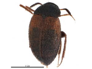  ( - CCDB-23294-F04)  @11 [ ] CreativeCommons - Attribution (2015) CBG Photography Group Centre for Biodiversity Genomics
