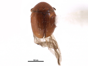  ( - CCDB-23294-G11)  @11 [ ] CreativeCommons - Attribution (2015) CBG Photography Group Centre for Biodiversity Genomics
