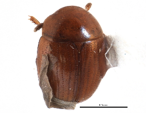  ( - CCDB-23294-G12)  @11 [ ] CreativeCommons - Attribution (2015) CBG Photography Group Centre for Biodiversity Genomics