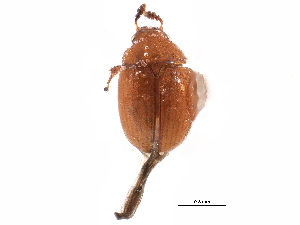 ( - CCDB-23294-H01)  @11 [ ] CreativeCommons - Attribution (2015) CBG Photography Group Centre for Biodiversity Genomics