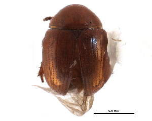  ( - CCDB-23294-H02)  @15 [ ] CreativeCommons - Attribution (2015) CBG Photography Group Centre for Biodiversity Genomics