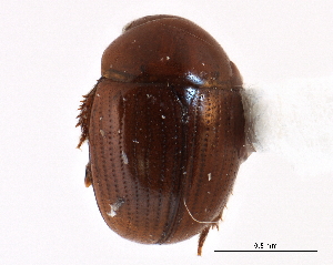  ( - CCDB-23294-H03)  @14 [ ] CreativeCommons - Attribution (2015) CBG Photography Group Centre for Biodiversity Genomics