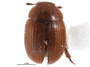  ( - CCDB-23294-H04)  @11 [ ] CreativeCommons - Attribution (2015) CBG Photography Group Centre for Biodiversity Genomics