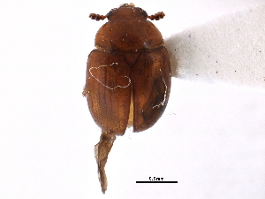  ( - CCDB-23294-H05)  @11 [ ] CreativeCommons - Attribution (2015) CBG Photography Group Centre for Biodiversity Genomics