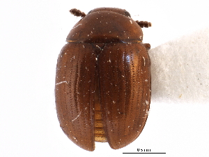  ( - CCDB-23294-H06)  @11 [ ] CreativeCommons - Attribution (2015) CBG Photography Group Centre for Biodiversity Genomics