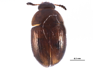  ( - CCDB-23295-B01)  @11 [ ] CreativeCommons - Attribution (2015) CBG Photography Group Centre for Biodiversity Genomics