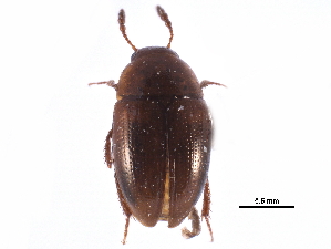  ( - CCDB-23295-B02)  @11 [ ] CreativeCommons - Attribution (2015) CBG Photography Group Centre for Biodiversity Genomics