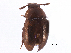 ( - CCDB-23295-B03)  @11 [ ] CreativeCommons - Attribution (2015) CBG Photography Group Centre for Biodiversity Genomics