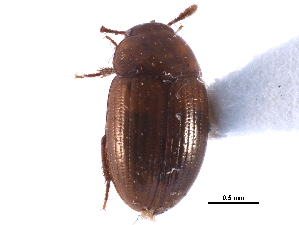  ( - CCDB-23295-B04)  @11 [ ] CreativeCommons - Attribution (2015) CBG Photography Group Centre for Biodiversity Genomics