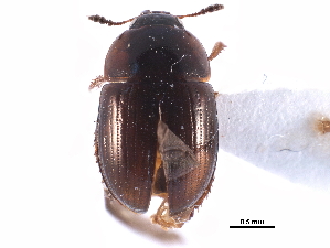  ( - CCDB-23295-B06)  @11 [ ] CreativeCommons - Attribution (2015) CBG Photography Group Centre for Biodiversity Genomics
