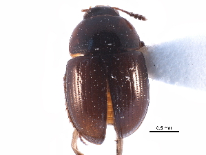 ( - CCDB-23295-B07)  @11 [ ] CreativeCommons - Attribution (2015) CBG Photography Group Centre for Biodiversity Genomics