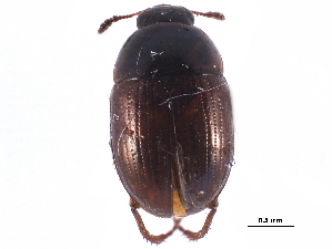  ( - CCDB-23295-B09)  @11 [ ] CreativeCommons - Attribution (2015) CBG Photography Group Centre for Biodiversity Genomics