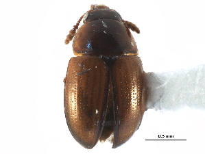  ( - CCDB-23295-B10)  @13 [ ] CreativeCommons - Attribution (2015) CBG Photography Group Centre for Biodiversity Genomics