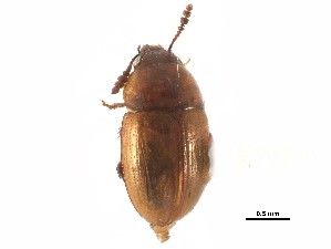  ( - CCDB-23295-B12)  @11 [ ] CreativeCommons - Attribution (2015) CBG Photography Group Centre for Biodiversity Genomics