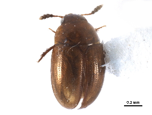  ( - CCDB-23295-C04)  @11 [ ] CreativeCommons - Attribution (2015) CBG Photography Group Centre for Biodiversity Genomics