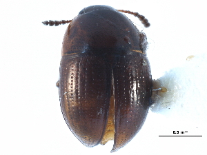  ( - CCDB-23295-C10)  @11 [ ] CreativeCommons - Attribution (2015) CBG Photography Group Centre for Biodiversity Genomics