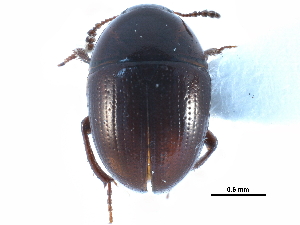  ( - CCDB-23295-C11)  @11 [ ] CreativeCommons - Attribution (2015) CBG Photography Group Centre for Biodiversity Genomics