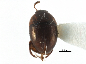  ( - CCDB-23295-C12)  @11 [ ] CreativeCommons - Attribution (2015) CBG Photography Group Centre for Biodiversity Genomics