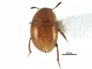 ( - CCDB-23295-D01)  @11 [ ] CreativeCommons - Attribution (2015) CBG Photography Group Centre for Biodiversity Genomics