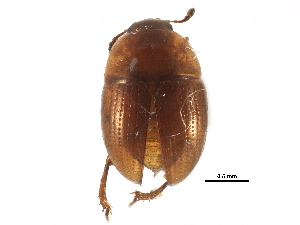  ( - CCDB-23295-D02)  @11 [ ] CreativeCommons - Attribution (2015) CBG Photography Group Centre for Biodiversity Genomics
