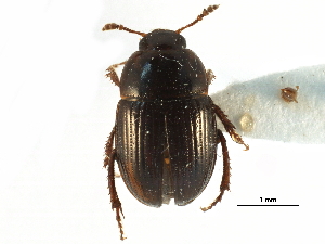  ( - CCDB-23295-D03)  @11 [ ] CreativeCommons - Attribution (2015) CBG Photography Group Centre for Biodiversity Genomics
