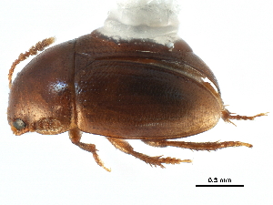  ( - CCDB-23295-D06)  @11 [ ] CreativeCommons - Attribution (2015) CBG Photography Group Centre for Biodiversity Genomics