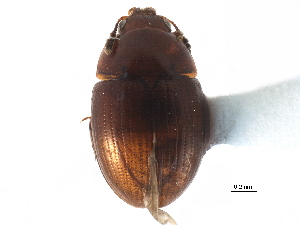  ( - CCDB-23295-E01)  @11 [ ] CreativeCommons - Attribution (2015) CBG Photography Group Centre for Biodiversity Genomics