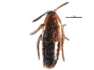  ( - CCDB-23297-A06)  @11 [ ] CreativeCommons - Attribution (2015) CBG Photography Group Centre for Biodiversity Genomics